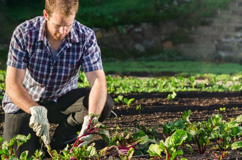 A man wearing a checked shirt and gloves is kneeling in a backyard garden, tending to a bed of leafy greens with dark green and purple-toned leaves. The garden features a well-maintained lawn area with dense, evenly cut grass in the foreground, bordered by a low brick or stone edging. Behind the garden bed, there are rows of young plants, possibly vegetables or herbs, growing in dark, rich soil, with a backdrop of lush green foliage and trees. The outdoor scene is illuminated by natural daylight, suggesting fair weather with bright, soft sunlight casting gentle shadows. The surroundings include a paved patio or pathway nearby, indicating a landscaped outdoor space typical for suburban gardens in Chigwell or similar local areas. This image highlights routine gardening tasks such as planting or harvesting, aligning with services offered by Lawn Mowing Chigwell for maintaining healthy lawns and cultivated garden beds in the local garden care and landscaping context.
