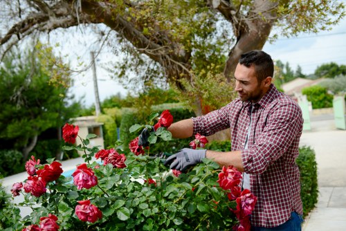 A man with short dark hair, wearing a red and white checkered shirt and grey gardening gloves, is tending to a patio garden during daytime, focusing on a vibrant pink rose bush. The garden is situated in a lush residential area, with neatly maintained flower beds, green shrubs, and a large tree with a thick trunk and broad canopy providing partial shade. In the background, there are distant houses, a paved pathway, and a clear sky, suggesting a bright, pleasant day ideal for outdoor gardening activities. The scene demonstrates careful plant care and outdoor maintenance, aligning with gardening and landscaping services such as lawn mowing and garden pruning offered by companies like Lawn Mowing Chigwell, serving the local community near Chigwell or the IG postcode area.