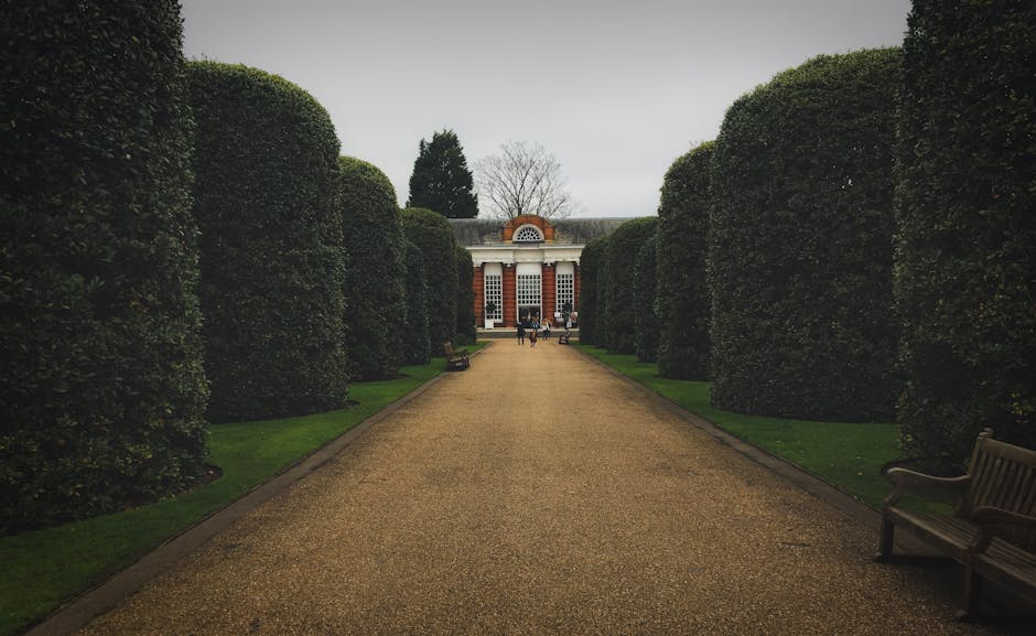 A symmetrical garden pathway lined with large, neatly trimmed, rounded hedges on both sides leading towards a historic building with classic architecture featuring red brick walls, white accents, and